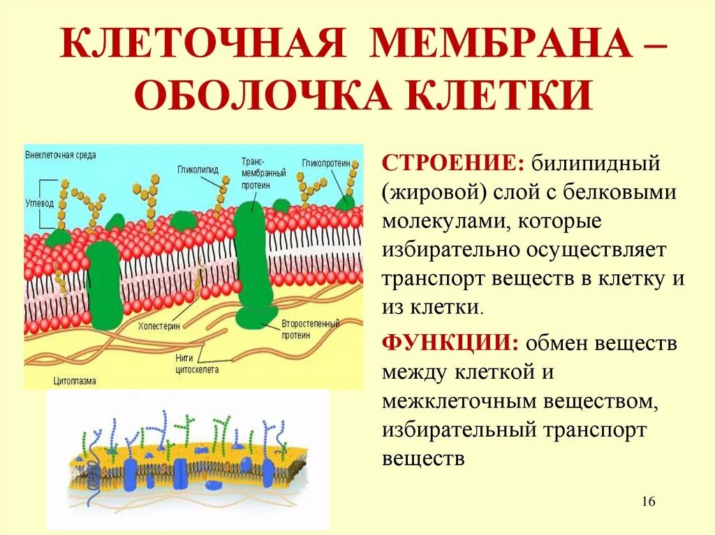 Функция мембраны клетки является. Строение мембраны клетки билипидный слой. Структура клетки плазматическая мембрана. Плазматическая мембрана строение органоида. Плазматическая мембрана строение и функц.