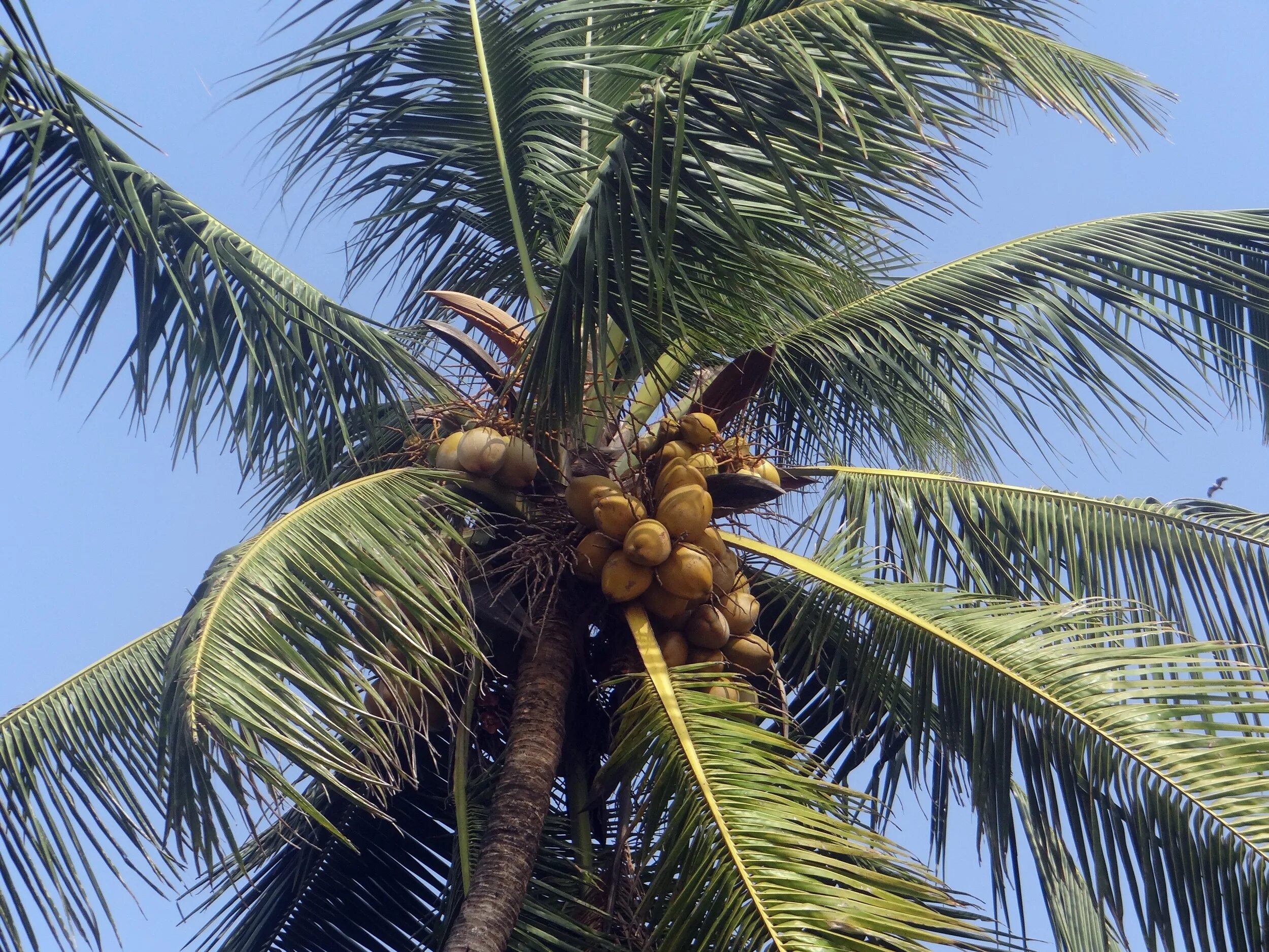 Coconut перевод на русский. Бертамовая Пальма. Coconut Palm кокосовая Пальма. Кокосовая Пальма нуцифера. Кокос nucifera.