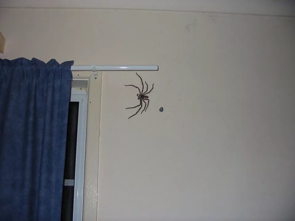 Clock spider