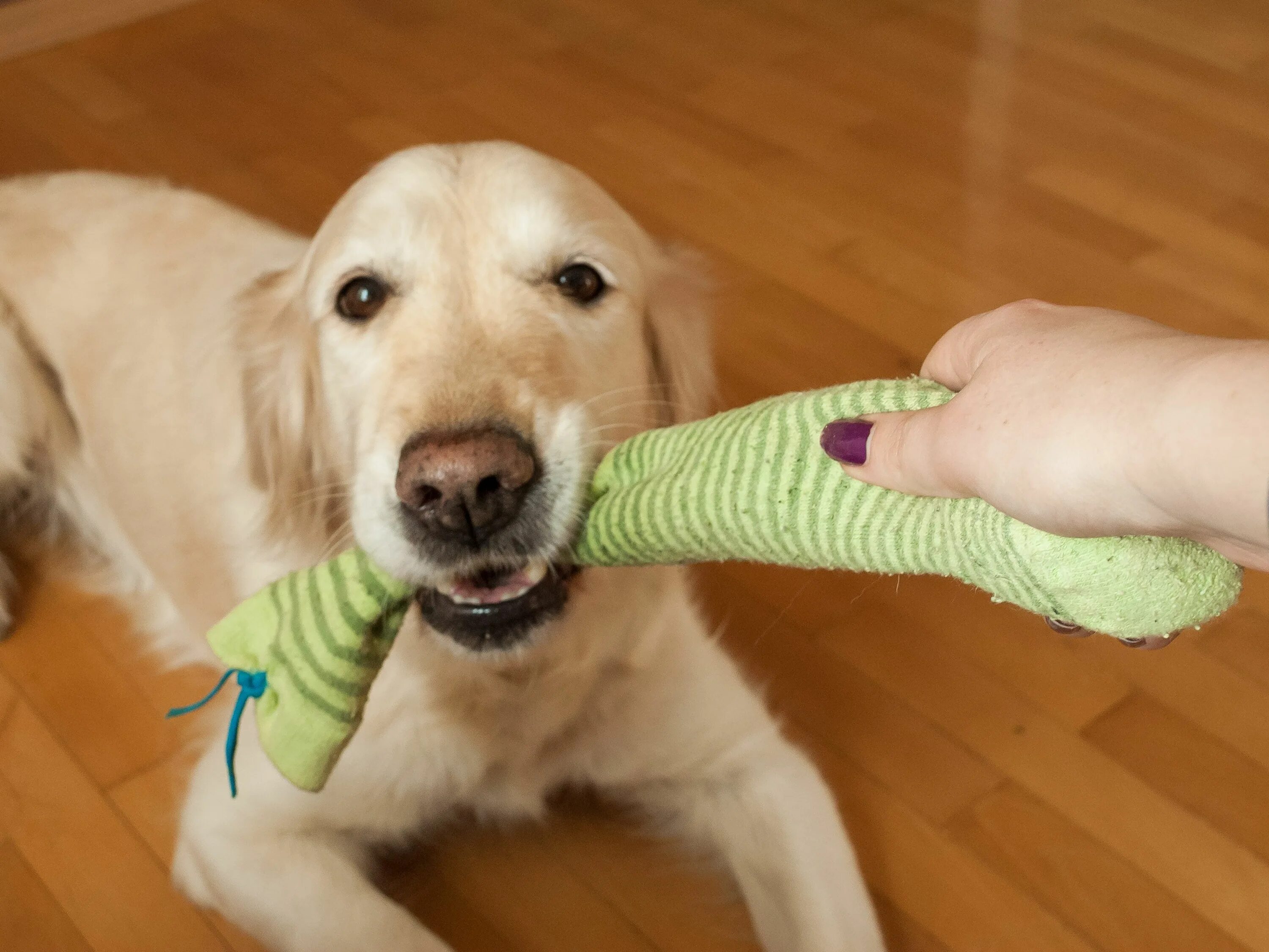 Как отучить собаку кусать руки. Маленькие кусючие собаки. Dog Toy кусать. Отучить собаку грызть.