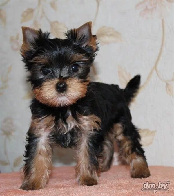 Терьер йоркширский малошерстный. 2 терьер. Йоркширский терьер мини щенок 1 месяц. Норфолк терьер стандарт. Вест хайленд уайт терьерэр.