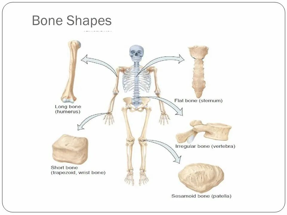 Bone bone shape. Плоские кости фото. functions of bones. flat bones. main bones functions.