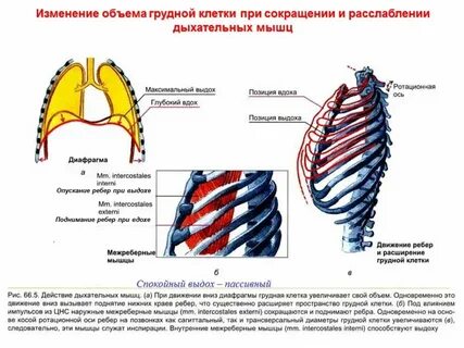Боли в боках грудной клетке