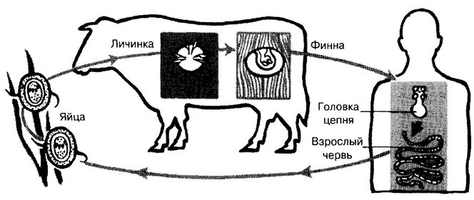 Жизненный цикл бычьего цепня начиная с яиц. Бычий цепень жизненный цикл схема. Схема развития бычьего цепня. Жизненный цикл бычьего цепня схема. Развитие и жизненный цикл у ленточных червей.