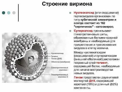 Герпес 5 типа