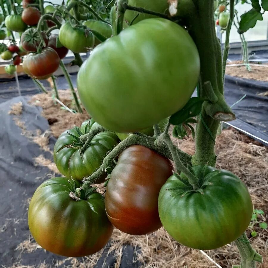 Томат варшава описание. Томат варшава характеристика и описание. Томат варшава описание. Сорт помидор варшава. Томат варшава описание.