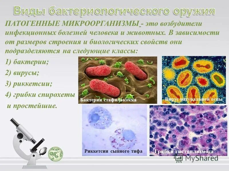 К вирусам бактерий относятся. Бактерии грибы простейшие. Одноклеточные и многоклеточные организмы 5 класс биология. К простейшим микроорганизмам относятся. Царство вирусов 5 класс биология.
