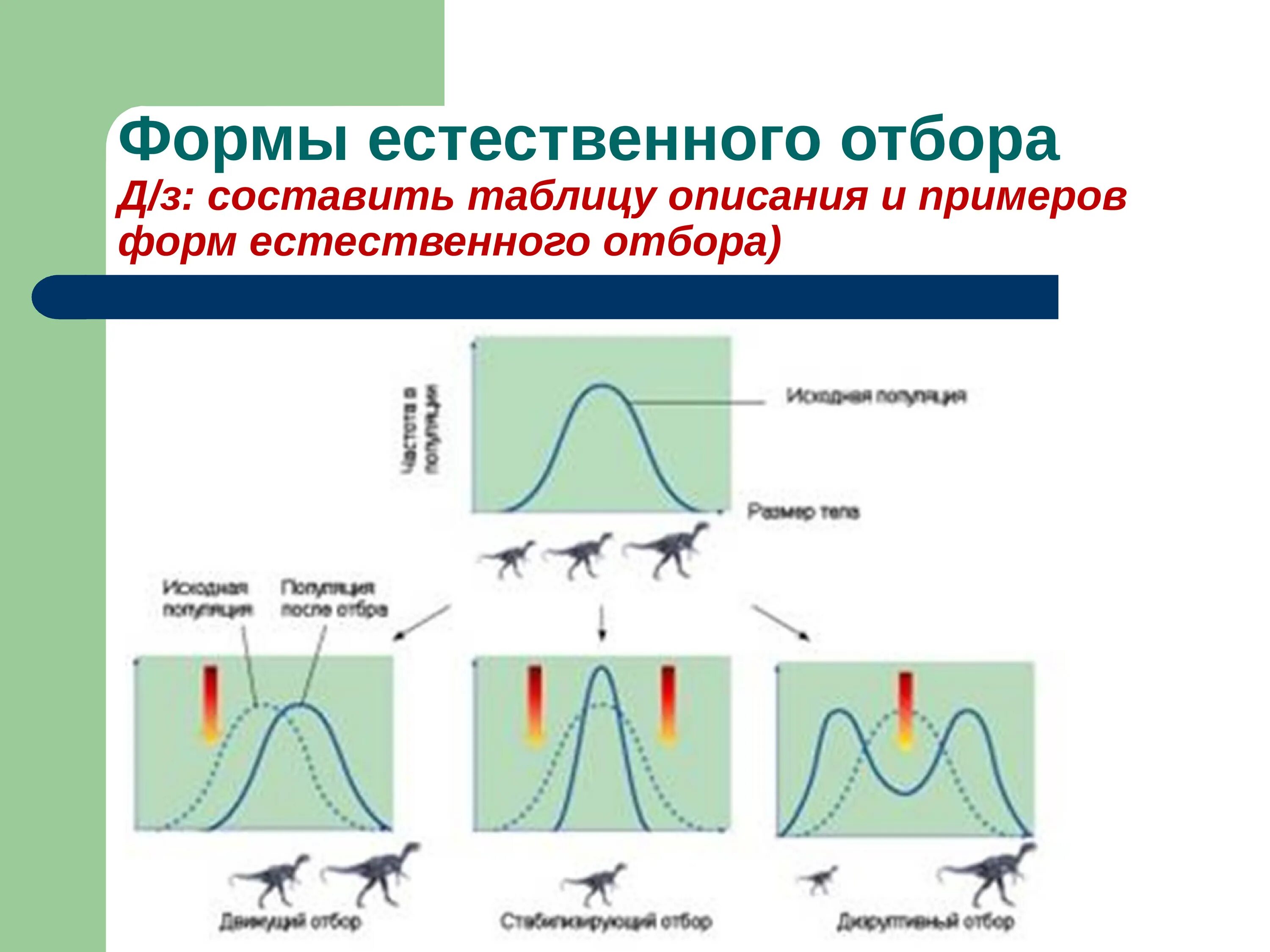 Таблица формы естественного отбора 9 класс биология. Стабилизирующий движущий и дизруптивный отбор. Формы естественного отбора движущий стабилизирующий половой. Форма полового естественного отбора таблица. Движущая форма естественного отбора результат