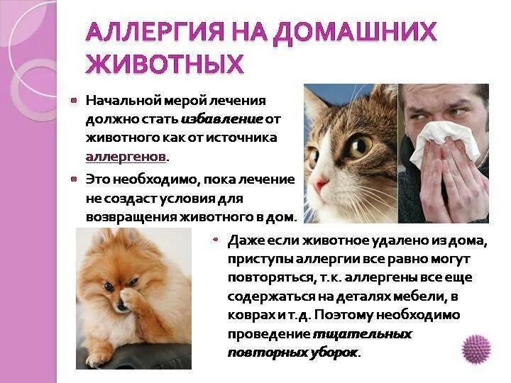 Аллергия на кошек. Аллергия на животных симптомы. Профилактика аллергии у животных.