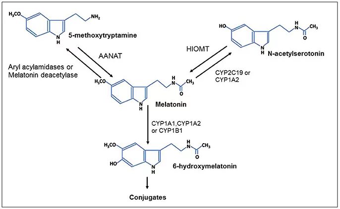 Синтез мелатонина. Превращение триптофан серотонин мелатонин. Мелатонин метаболизм. Схема синтеза мелатонина. Химическая природа мелатонина.