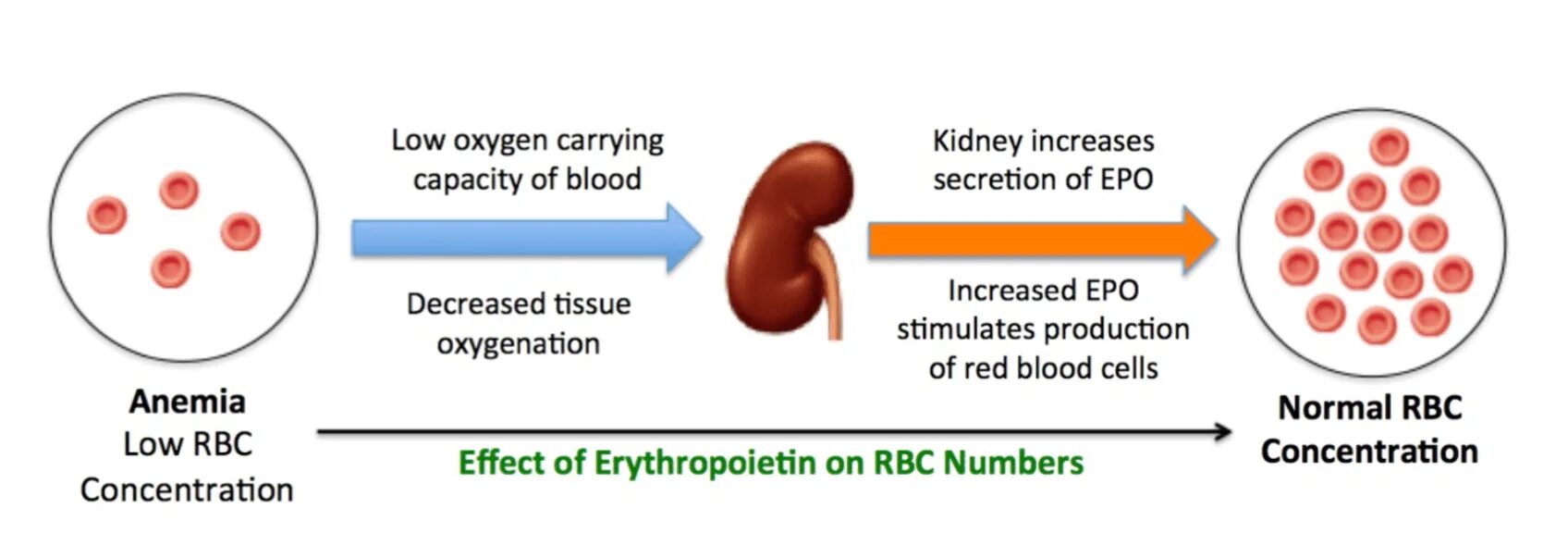 Анемия кислород. Клетки крови эритропоэтин. Erythropoietin-producing Cells. Blood Oxygen in Cells. Production of Blood Cell.