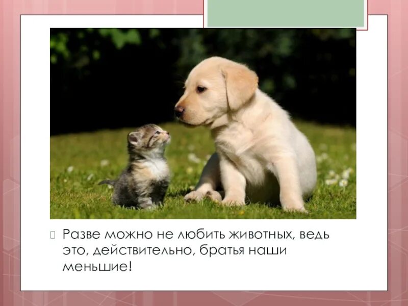 Братья наши меньшие презентация для начальной школы. Отношение к животному. Аргумент братья наши меньшие. Аргумент братья наши меньшие. Проект братья наши меньшие.