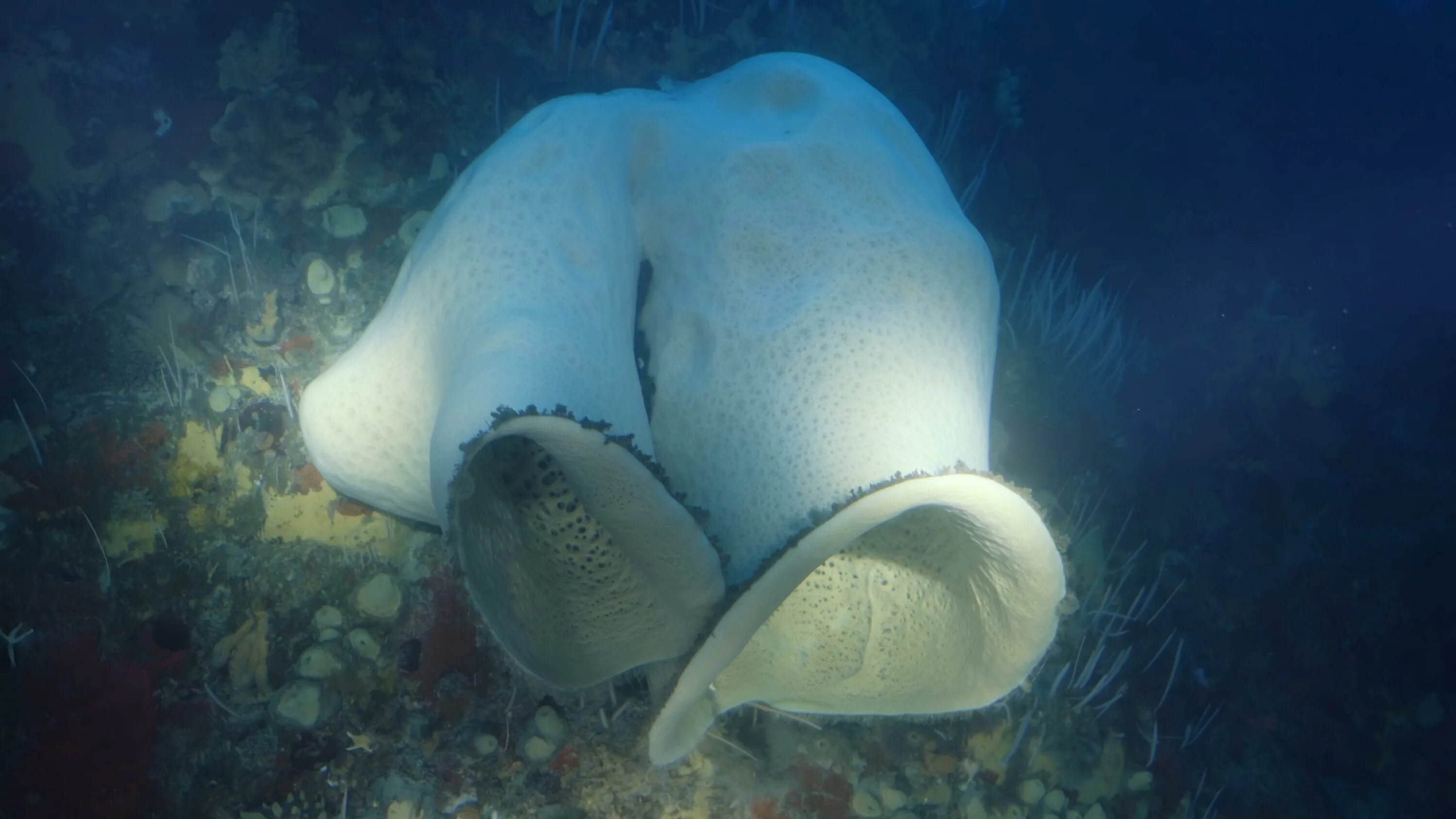 странные существа антарктиды. на дне антарктиды. дно океана. обитатели морских глубин. дно антарктида фото.