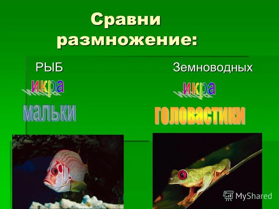 Размножение животных рыбы. Размножение рыб и земноводных. Как размножаются рыбы. Размножение рыб 3 класс.