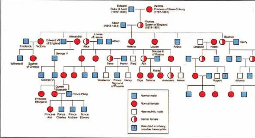 Генеалогическое Древо Виктории королевы Англии. Родословная дерево королевы Виктории. Родословная Виктории королевы Англии. Гемофилия королевы