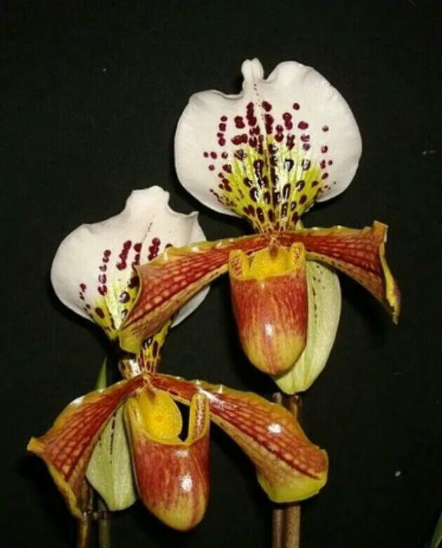 Американский гибрид. Орхидея Пафиопедилум американский. Пафиопедилум Американ гибрид. Орхидея Paphiopedilum Hybrid. Орхидея Пафиопедилум американский гибрид.