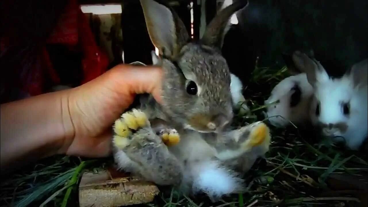 Включи видео кролики