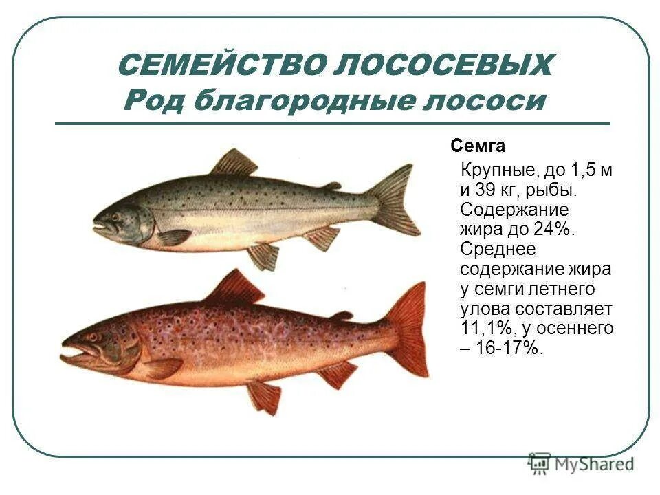 Породы красных рыб. Горбуша семейство лососевых. Дальневосточная рыба семейства лососевых. Рыба семейства лососевых относится к группе сиговых. Название рыб семейства лососевых красных рыб.