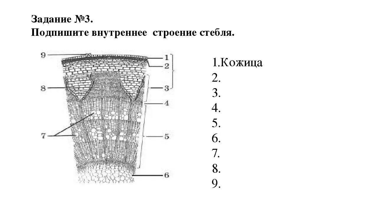 Тесты по биологии строение стебля. Внутреннее строение стебля покрытосеменных растений. схема внутреннего строения стебля биология. строение поперечного среза древесного стебля. схема внутреннего строения стебля биология 6 класс.