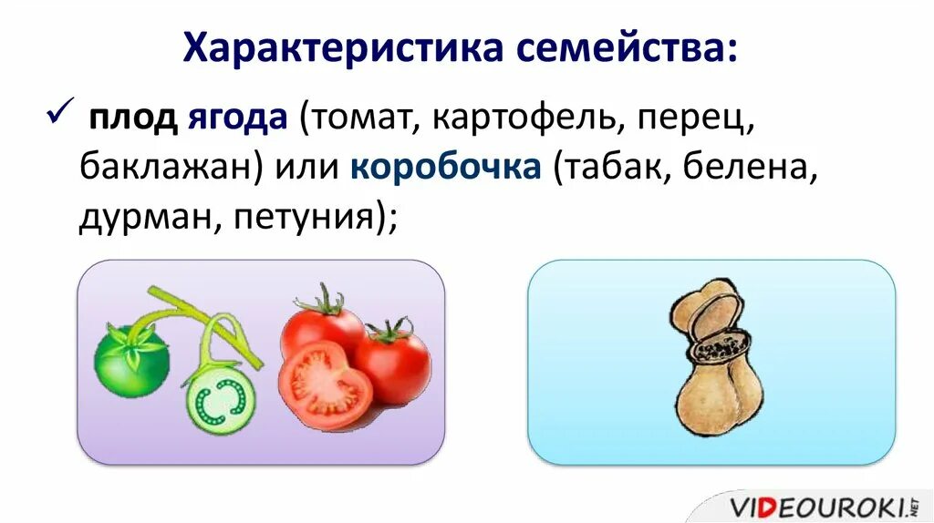 вид плода. плод ягода пасленовые. признаки семейства плод ягода или коробочка. растения покрытосеменные однодольные лилейные. признаки семейства плод ягода или коробочка.