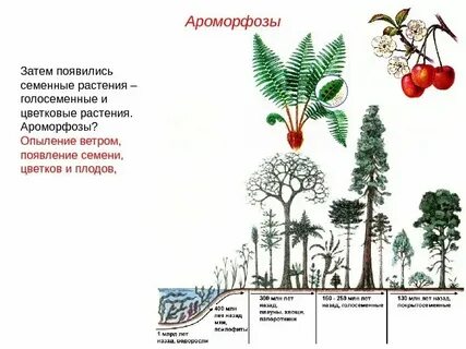 Эра господства голосеменных растений