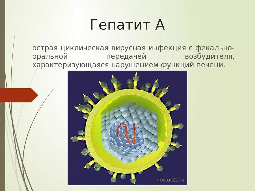 Сколько вирус гепатита. Возбудители острого вирусного гепатита. Гепатит с возбудитель рисунок. Вирус гепатита в.