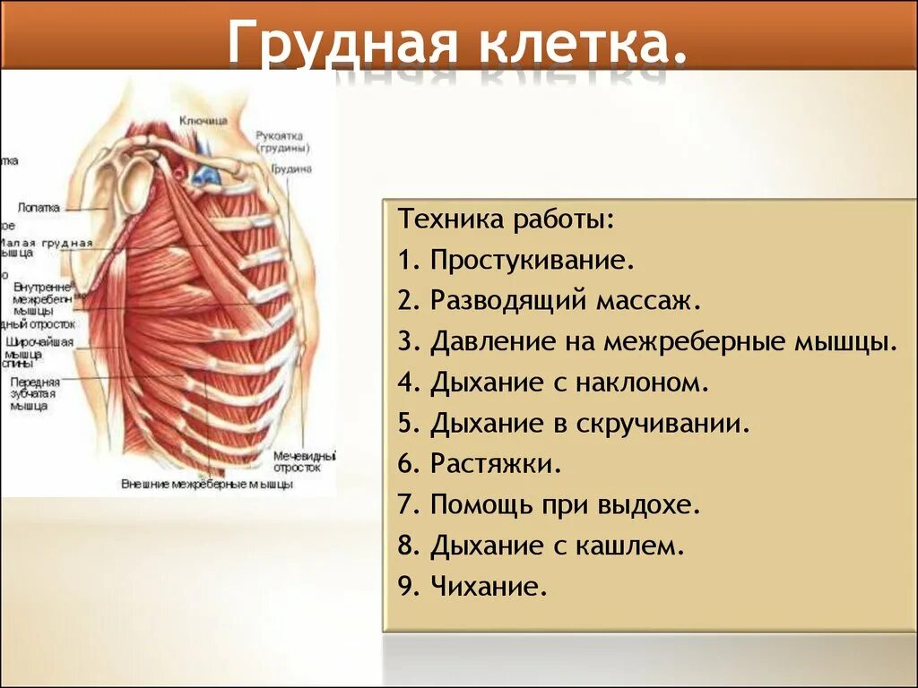 Строение грудной клетки. Строение органов грудной клетки. Анатомия грудной клетки человека с органами. Мышцы груди анатомия.