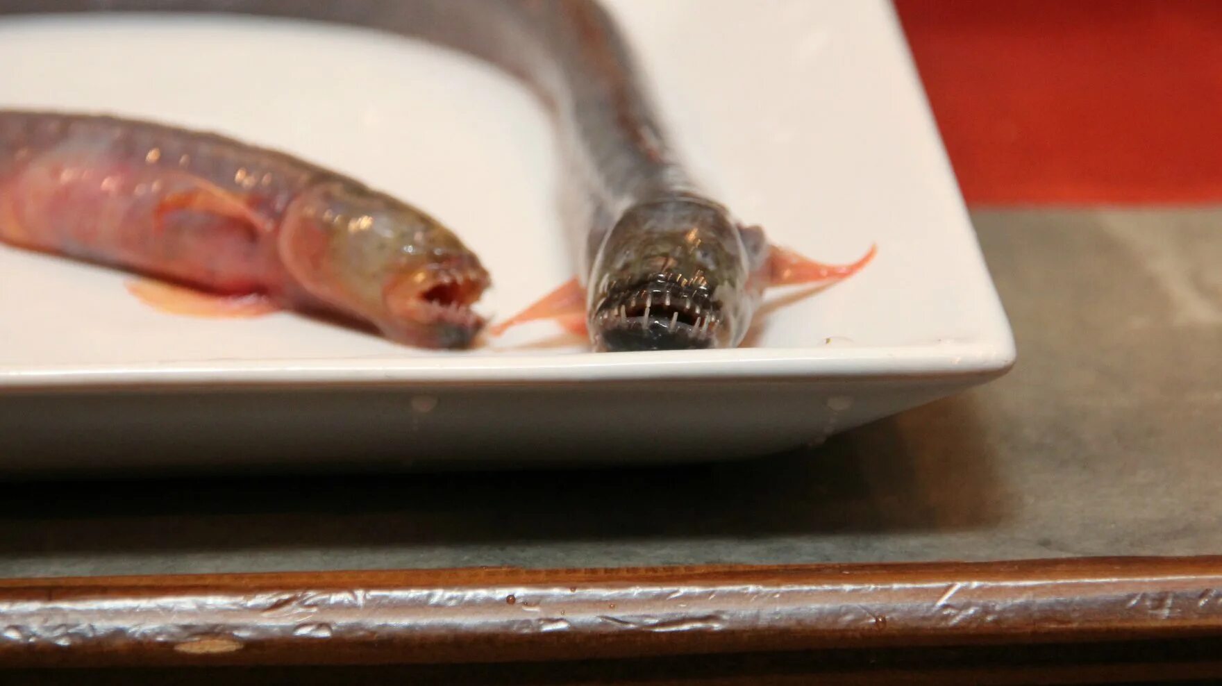 Galleria mellonella личинка. Проглотил личинку. Проглотил личинку. Съедобные насекомые. Угорь поедает рыбу изнутри.