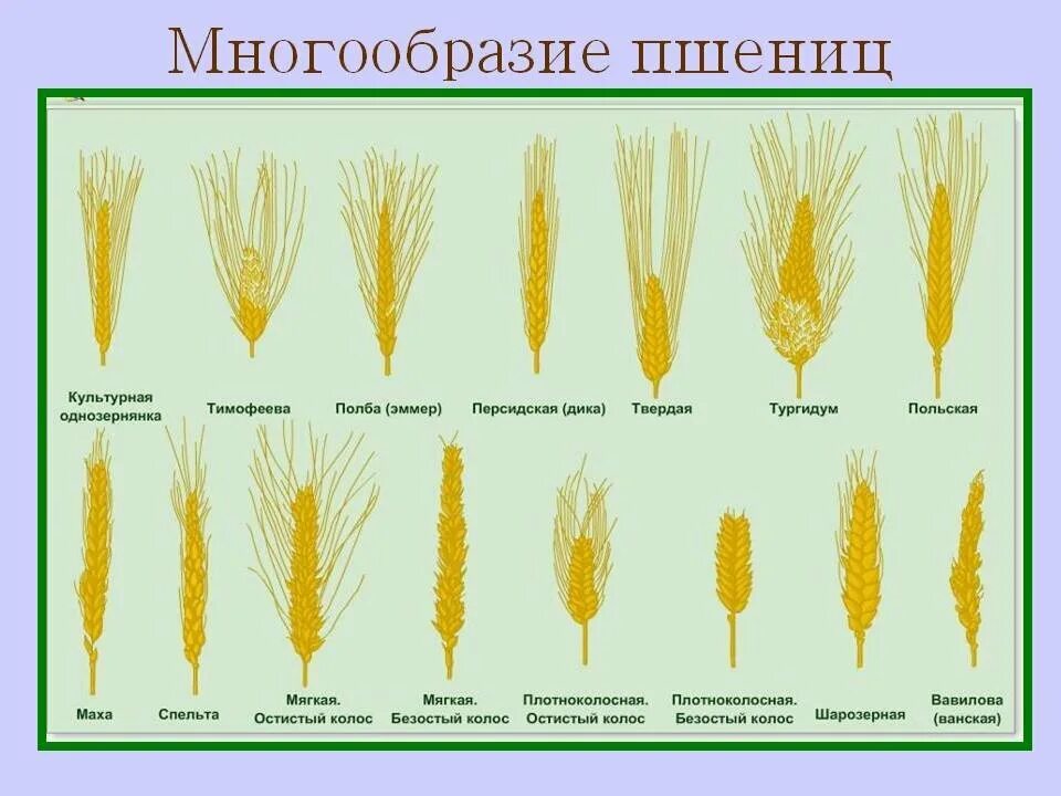 Отличительные признаки разновидностей мягкой и твердой пшеницы. Сорта пшеницы. Виды пшеницы название. Различные сорта пшеницы.