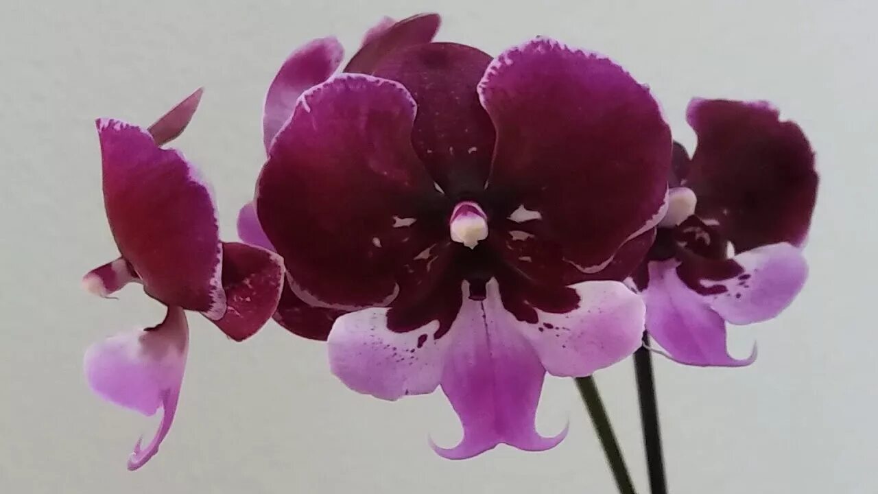 Орхидея хот кисс фото Орхидея Хот кисс купить в Химках, цена 900 руб., продано 11 апреля 2019 Раст