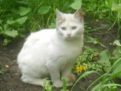 Во дворе кошки малышка о нас
