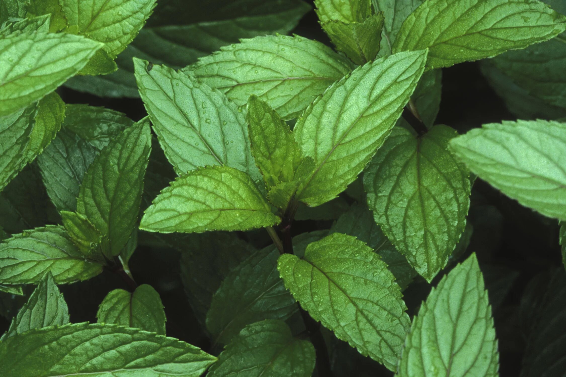 Pepper mint. Мята перечная ментоловая. Мята перечная (Mentha piperita). Мята Болотная. Mentha piperita Menthol.