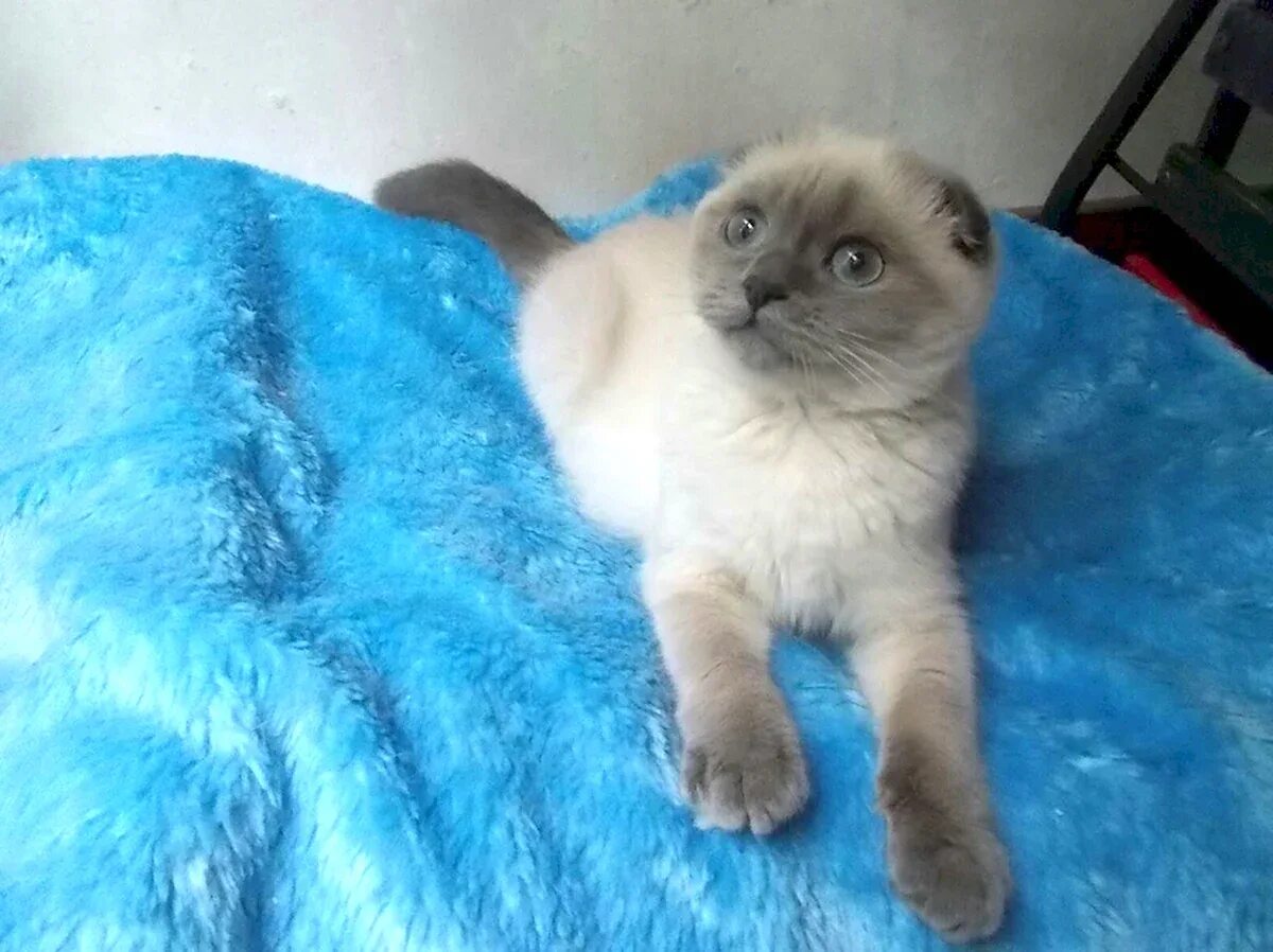 Сиамская вислоухая кошка. Шотландская вислоухая сиамская кошка. Шотландская вислоухая сиамская кошка. Сиамско шотландская кошка. Сиамский скоттиш фолд.