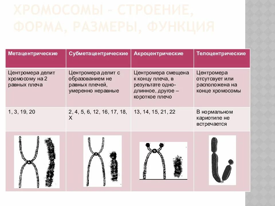Какую форму имеет хромосома. Метацентрические хромосомы структура. Акроцентрические хромосомы. Классификация хромосом на метацентрические субметацентрические. Акроцентрические хромосомы строение.
