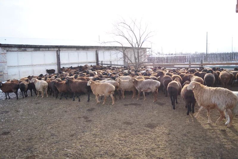 Виктор викторович фермер хакасия. Арбаты хакасия нападение волков. Фермер из хакасии. Фермер хакасии. Байкалов евгений михайлович хакасия.