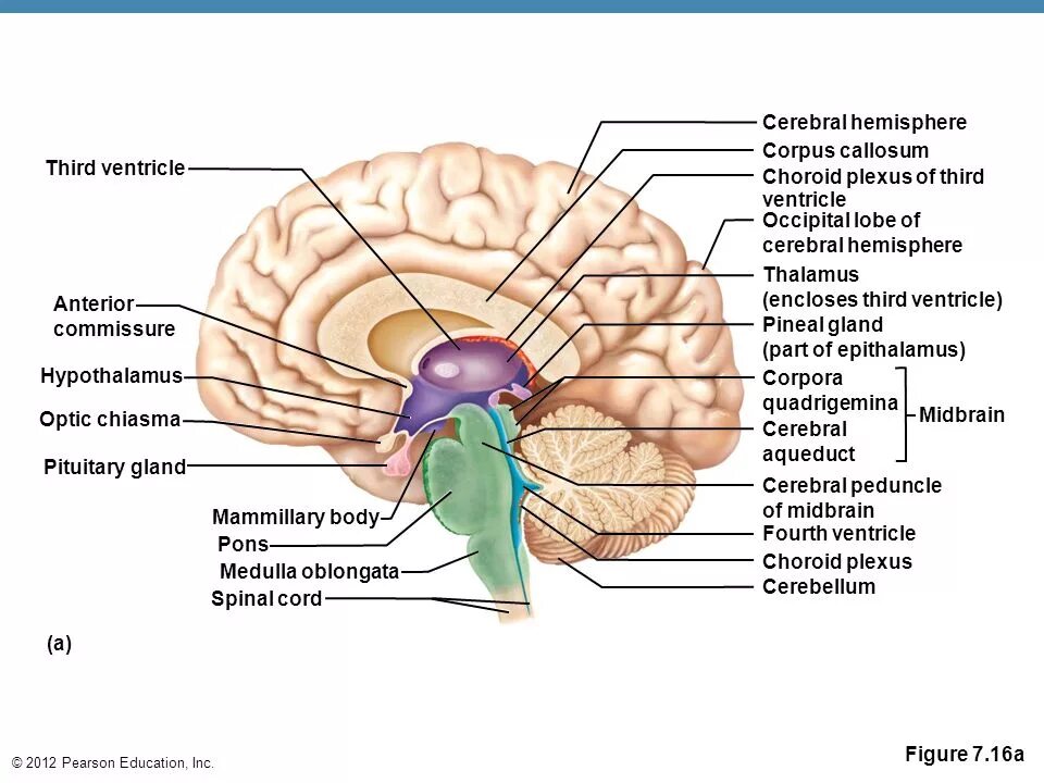 Большое полушарие мозолистое тело мост гипоталамус. Подкорковые структуры мозга. Структура подкорки головного мозга человека.