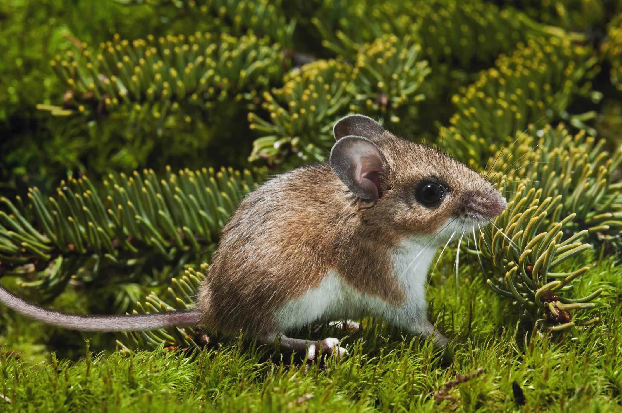 Туляремия мыши. Крысовидный хомяк Уссурийская Тайга. Оленья мышь Peromyscus maniculatus. Белоногие хомячки. Крысовидный хомяк.