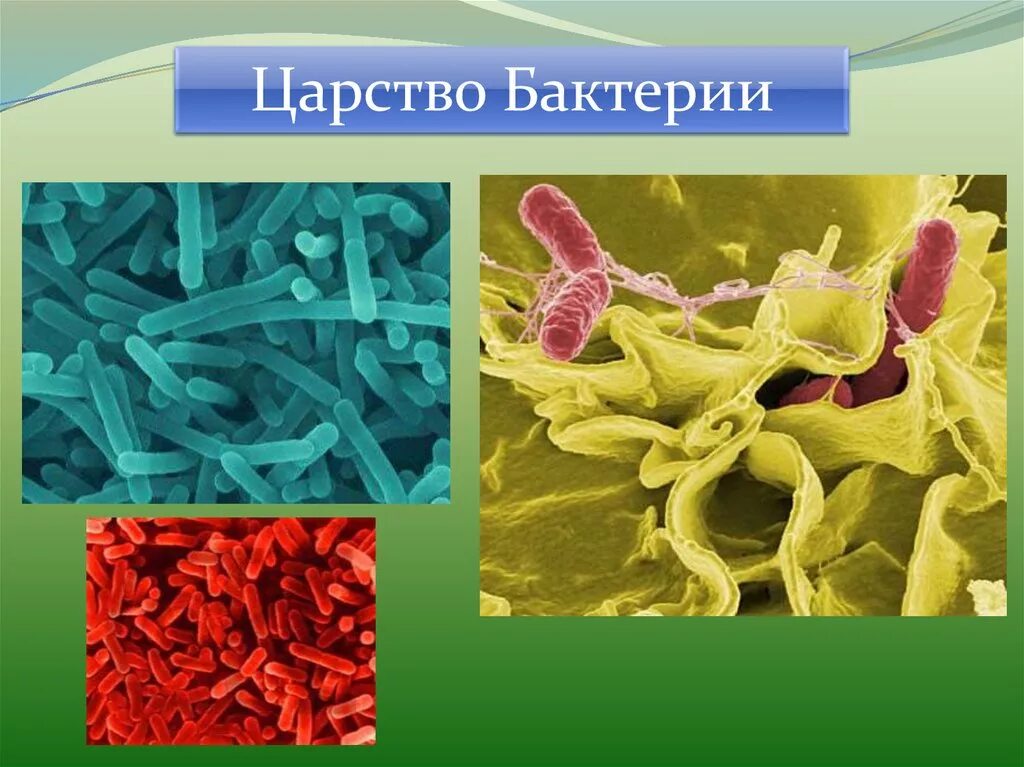 Пример живых организмов бактерии. Царство бактерий. Биология царство бактерий. Бактерии царство живой природы. Бактерии 5 класс.