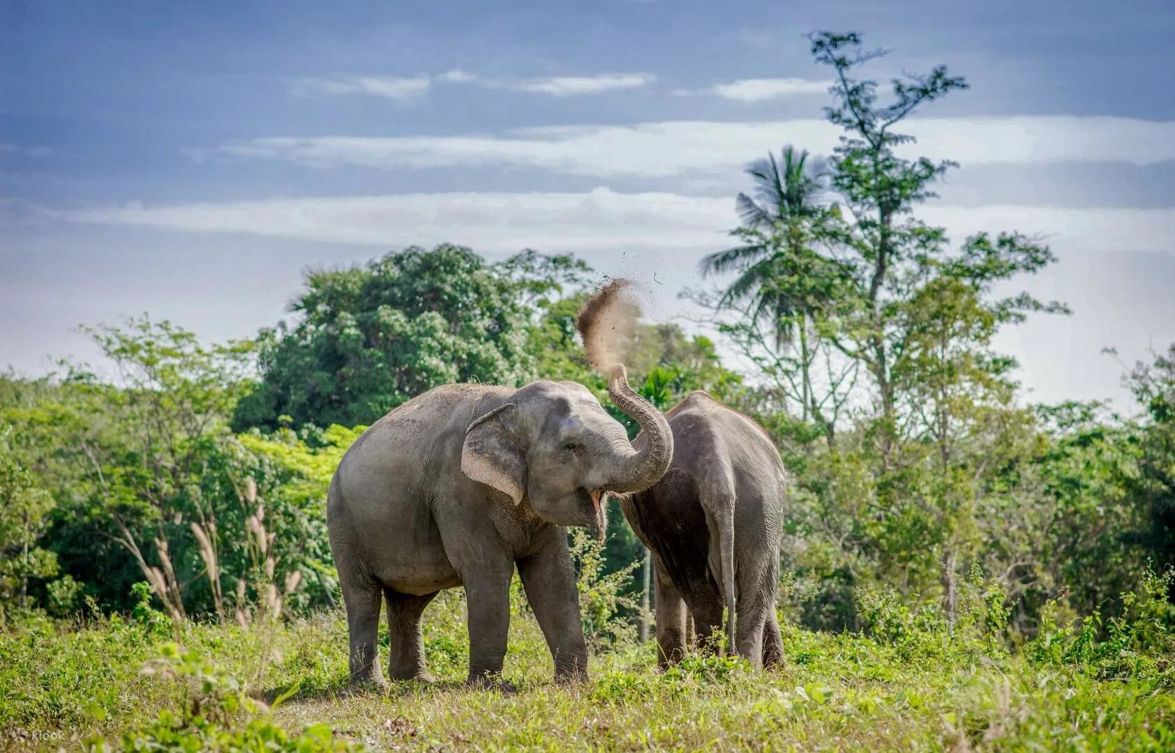 Elephant sanctuary park. Пхукет Элефант Санктуари. Парк слонов Пхукет. Слоновый заповедник Пхукет. Пхукет слоны джунгли.