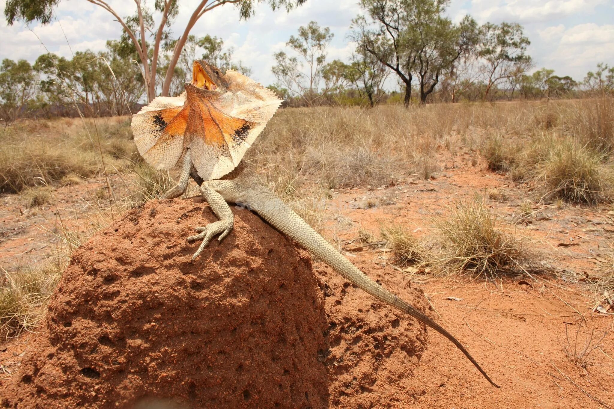 Ящерица песчаная круглоголовка. Молох рептилия. Австралийская ящерица молох. Парусная агама вебера. Просклонять слова среднего рода по падежам.