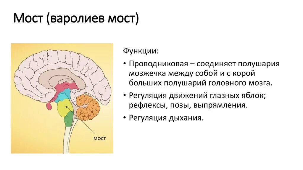 Мозжечок центры рефлексов. Функции головного мозга варолиев мост. Строение головного мозга варолиев мост. Функции варолиева моста анатомия. Строение и функции варолиева моста.