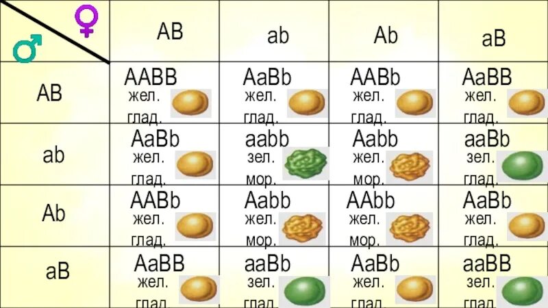 Aabb aabb соотношение генотипов. AABB AABB. AABB генотип. AABB X AABB. Таблица AABB AABB.
