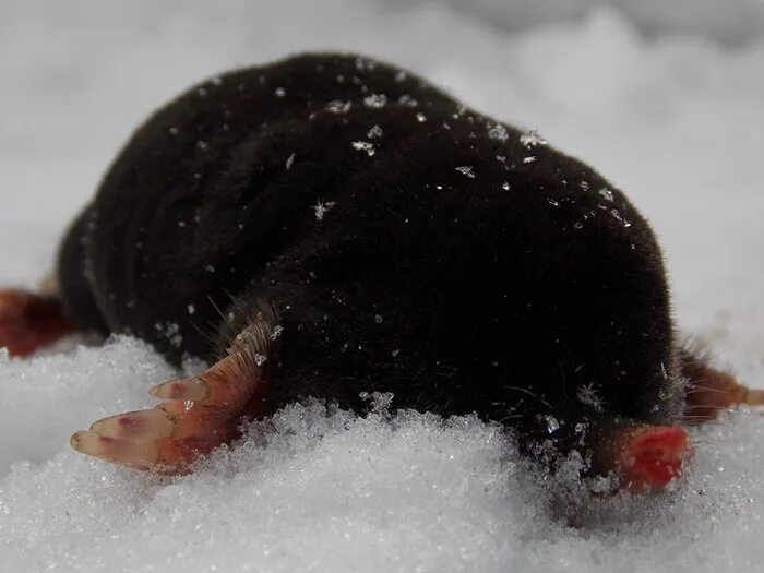 Крот под снегом. Крот впадает в спячку зимой. Кротовые насекомоядные. Крот фото. Крот зимой.