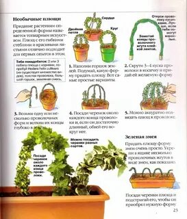 Сколько растет сад