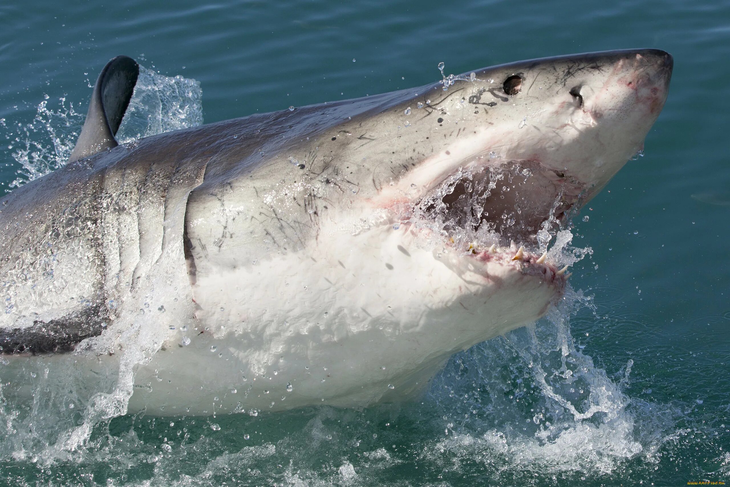 Shark return. Акула. Белая акула.