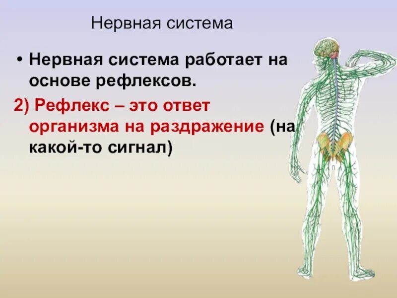 Тест на тему нервная. Нервная система. Строение нервной системы. Нервная система биология. Функции нервной системы человека.