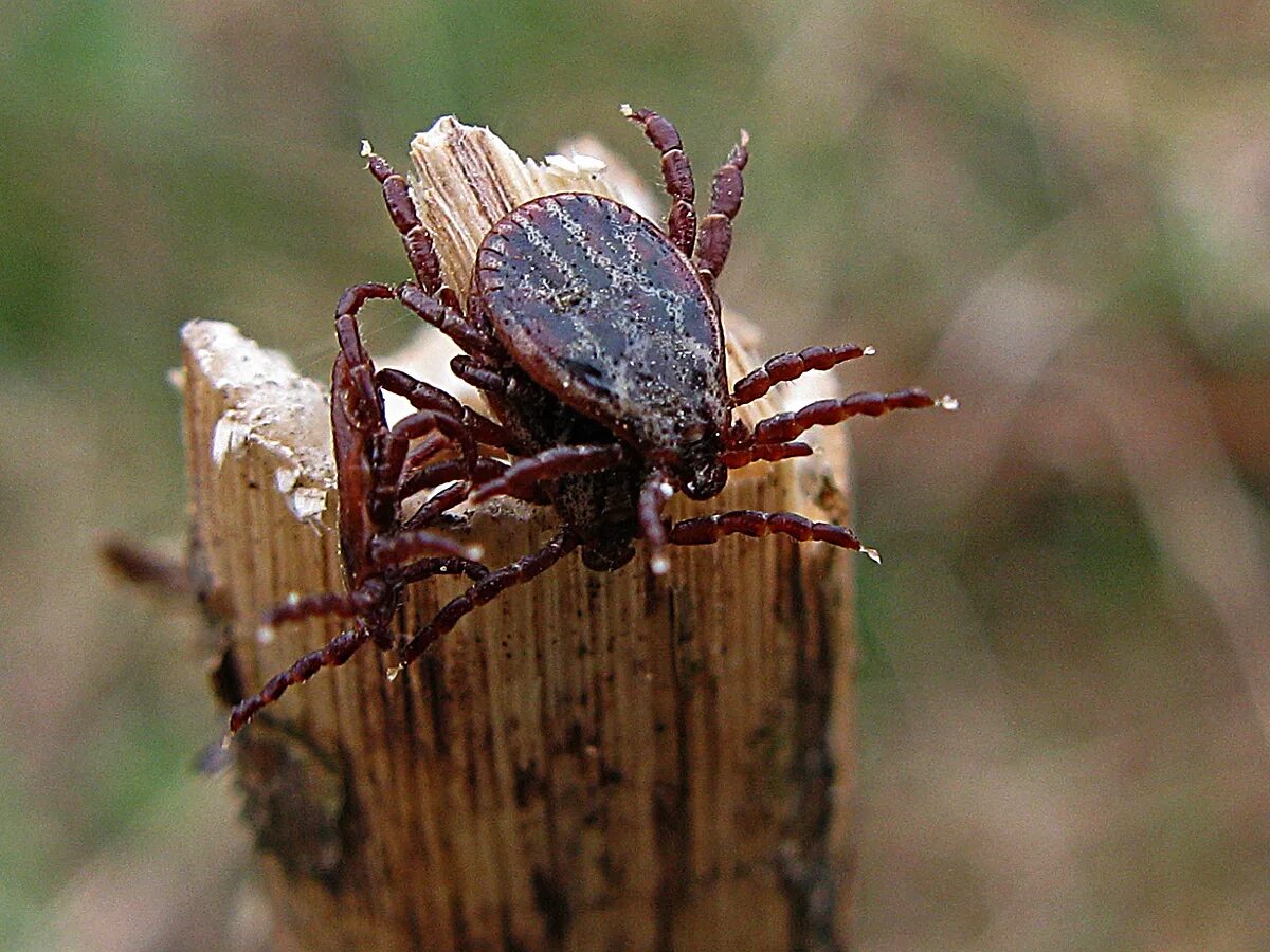 клещевой энцефалит боррелиоз риккетсиоз. Ixodes dammini. клещ членистоногий. клещ иксодовые и клещ степной. черноногий клещ.