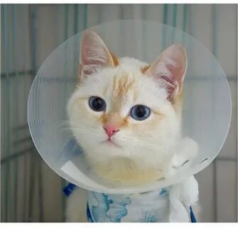 Воротник для кошек