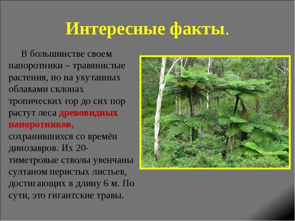 В каком периоде жили древовидные растения. Интересные факты о папоротниках. Интересные факты о растениях. Щитовник интересные факты. Интересные факты о папоротниковидных.