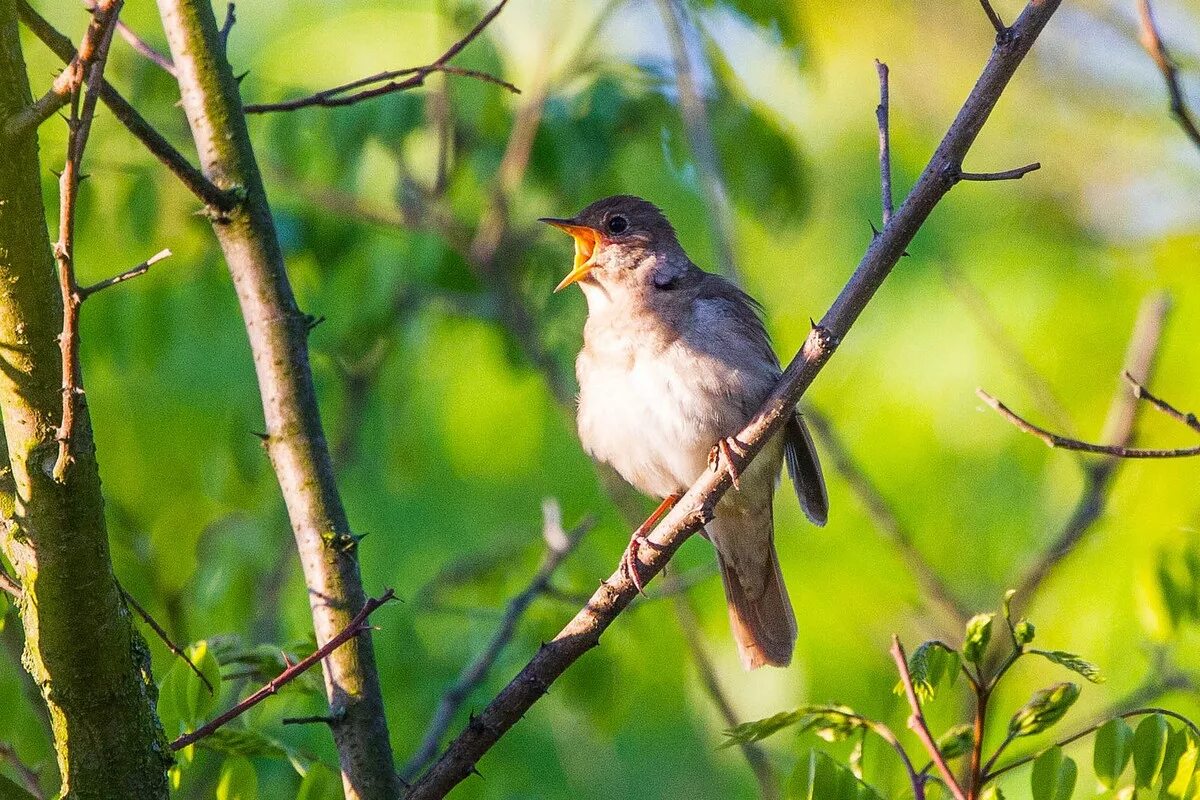 маленькие птицы. пеночка-весничка пение. соловей перелетная птица. белый и пение птиц. Luscinia megarhynchos.